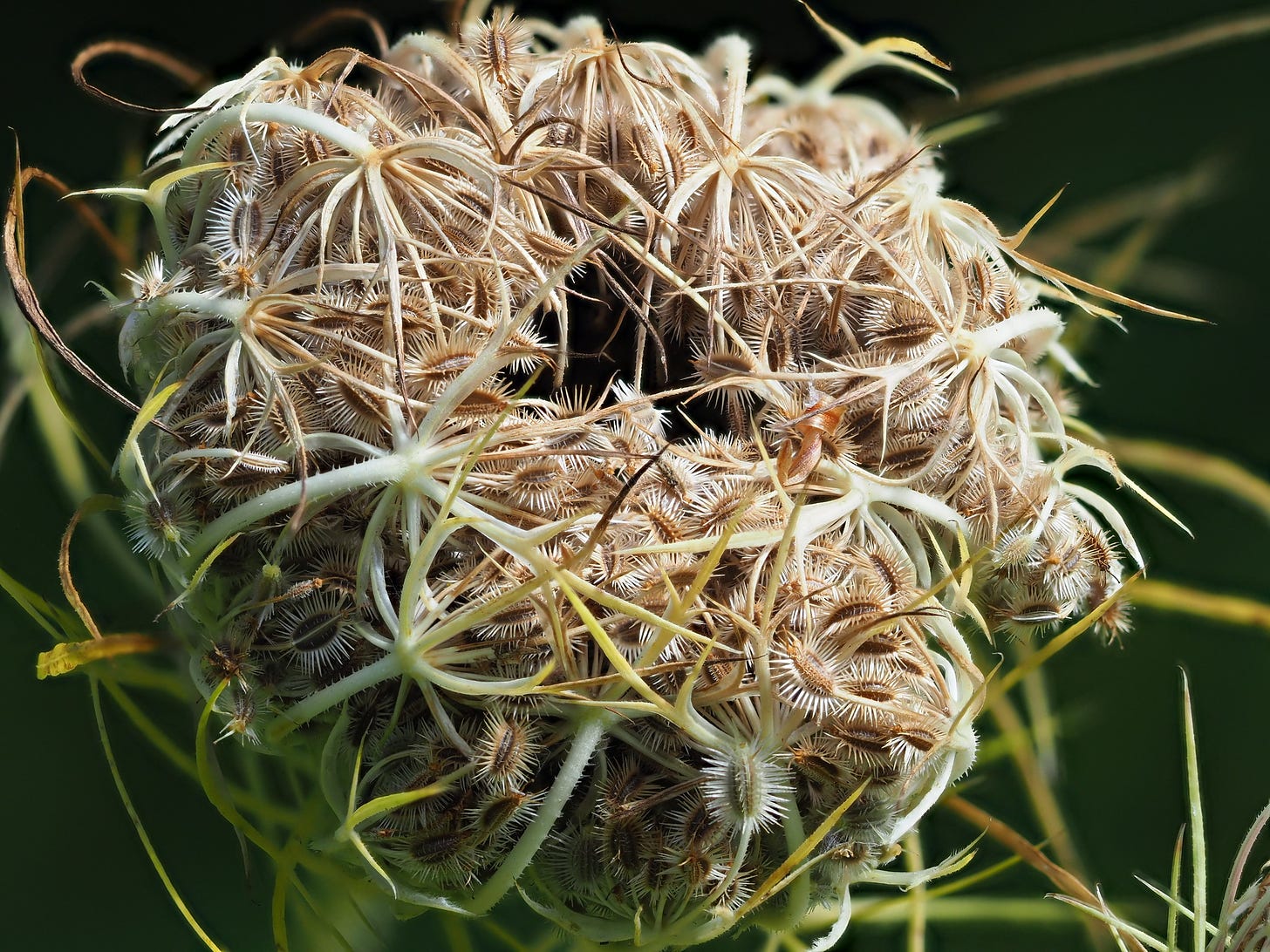 Queen Anne's Lace