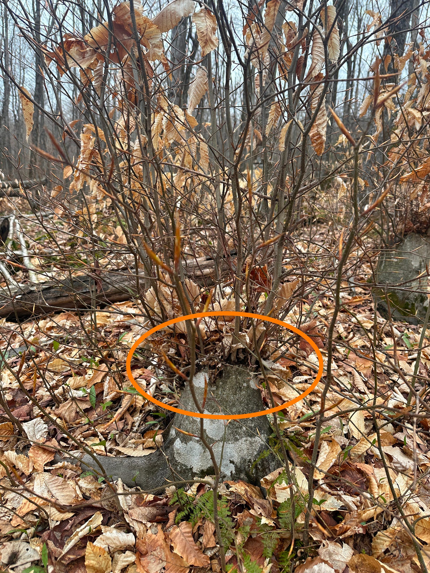 A cut beech tree continues to grow despite being cut. A cut beech tree continues to grow despite being cut.