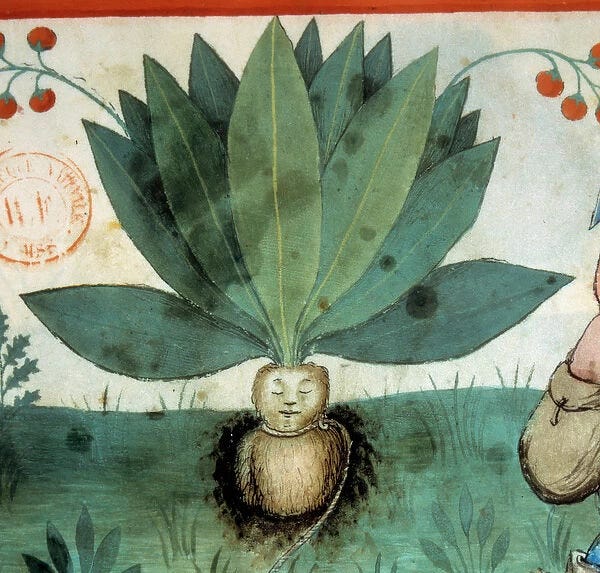 The mandrake. Medicinal plant to which extraordinary