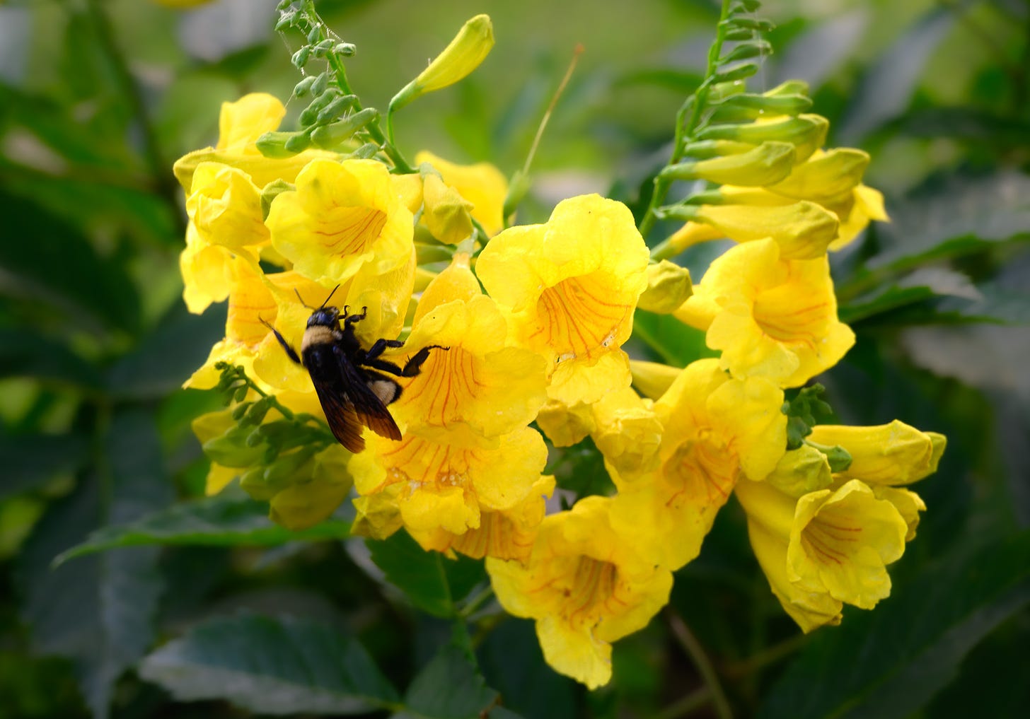 A bee nestled in a yellow flower blossom with green leaves blurred in the background