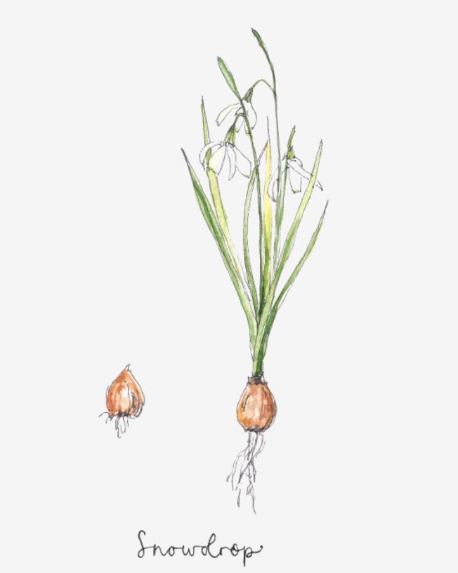 Botanical painting of a snowdrop and bulb