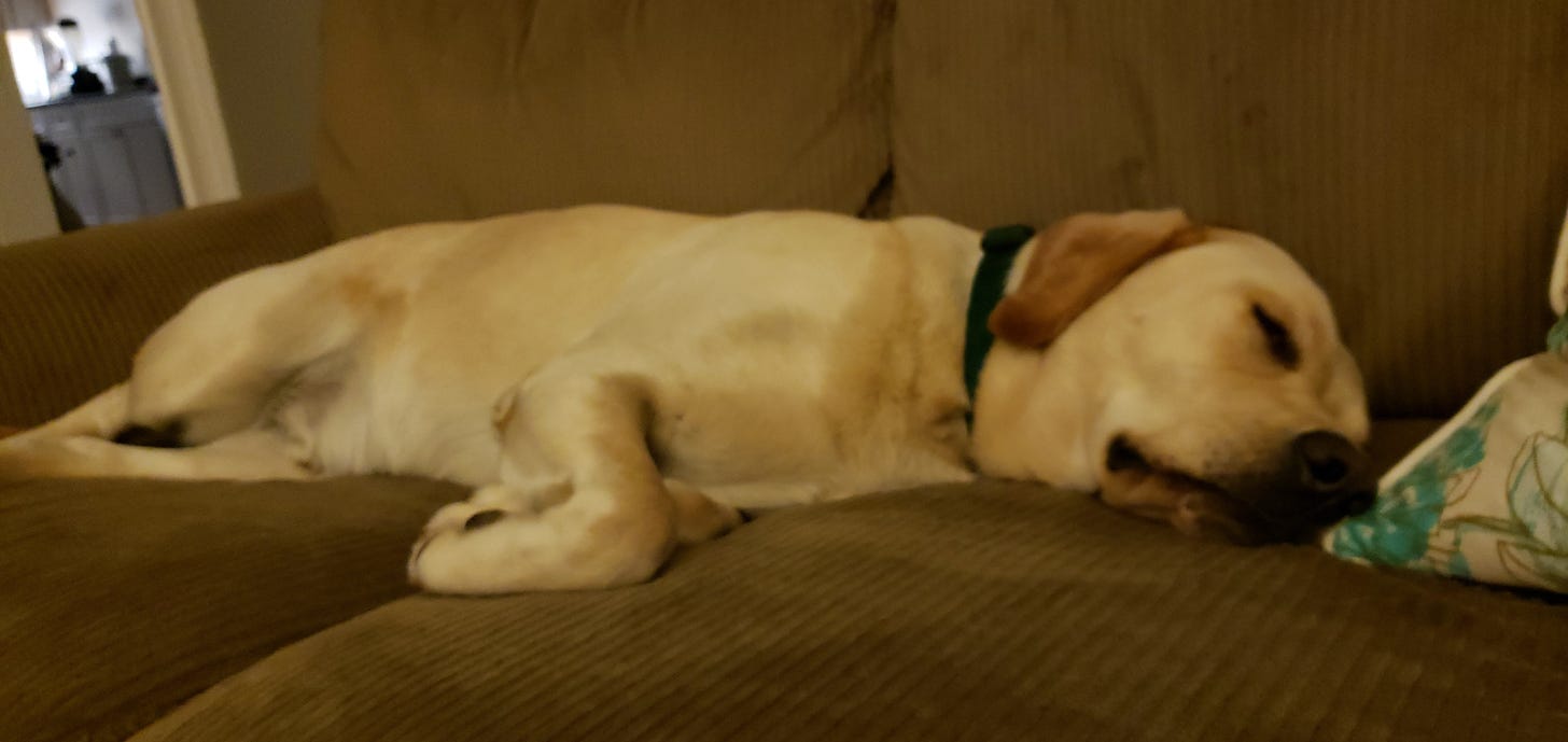 Yellow Labrador Retriever asleep on a brown couch