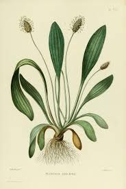 Botanical drawings, Botanical art ...