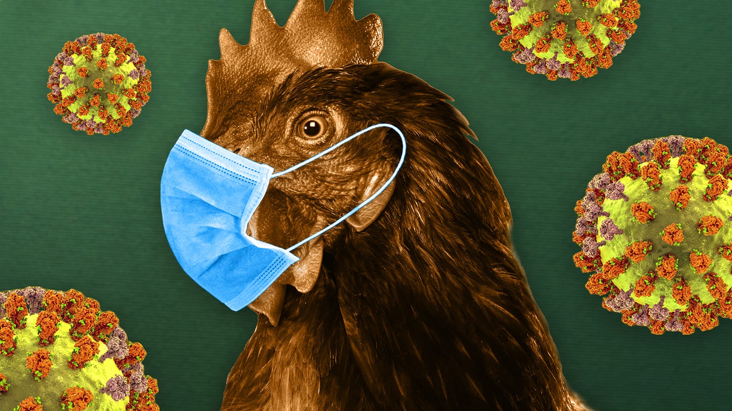 Bird flu in humans: How worried should we be? | The Week