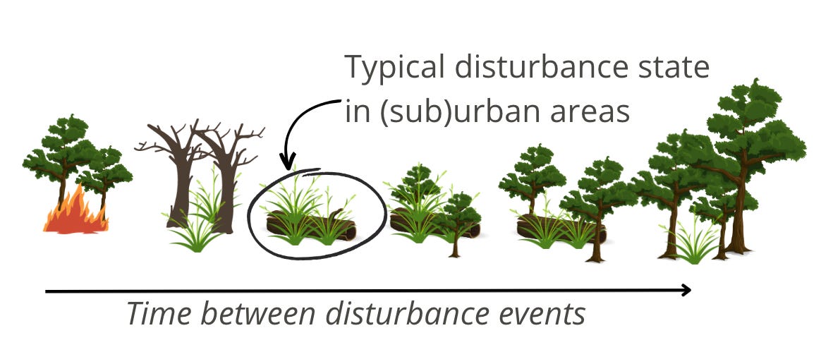 Illustration of a community of plants over time, with an arrow pointing to the right labeled "Time between disturbance events". In sequence the images show mature trees with fire passing through them, dead trees with grass growing under them, grass with a dead log (this is circled and labeled as 'typical disturbance state in (sub)urban areas), small trees in the grasses and fallen log, medium sized trees with fewer grasses and log, and large trees with even fewer grasses and the log now gone.