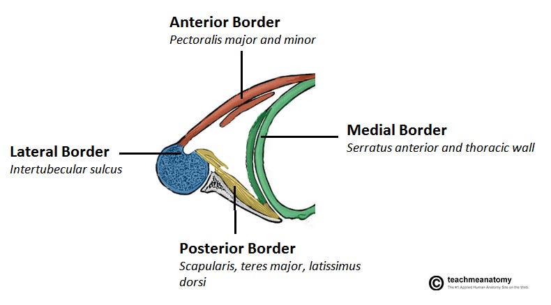 Axilla borders