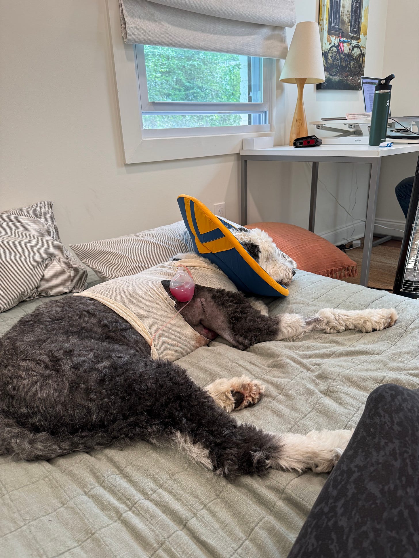 Otis lies on the bed in his surgical suit and his cone and drain following his surgery