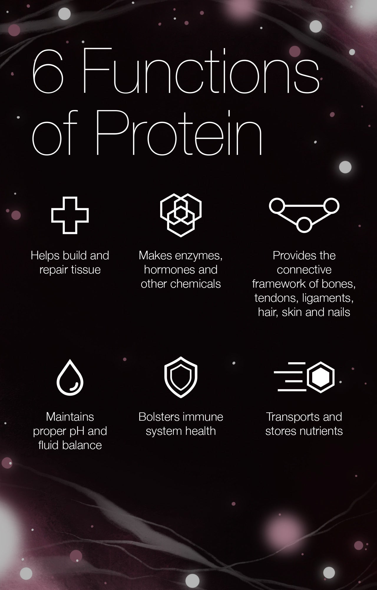 Amino Acids: The Building Blocks of Protein Explained – The Amino Company