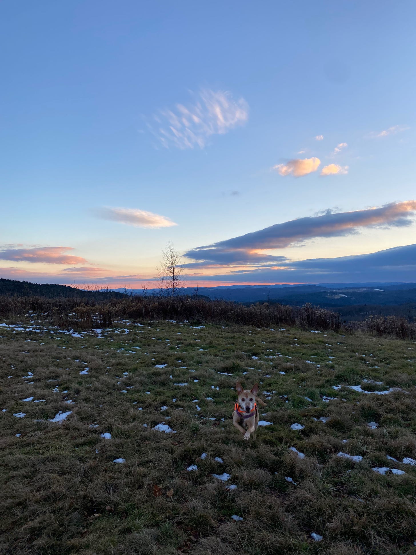 Nessa bounding on the ridge at sunset. The sky is pink and purple. Her front paws are lifted off the ground and her ears are perked.