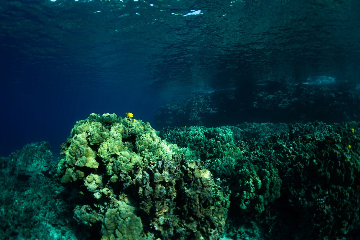 Underwater scene of mounds of corals covering a reef with the water surface visible above