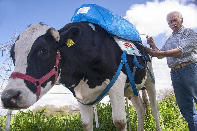These backpacks for cows collect the methane from their farts and store it  for energy : r/pics