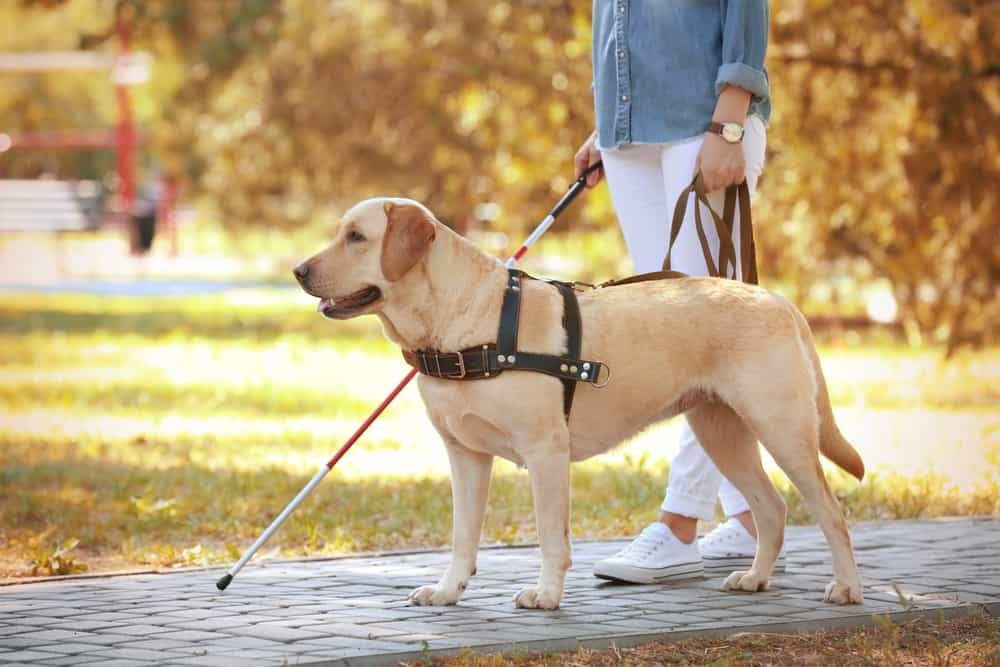 Seeing Eye Dog Designated State Dog of New Jersey - The Dogington Post