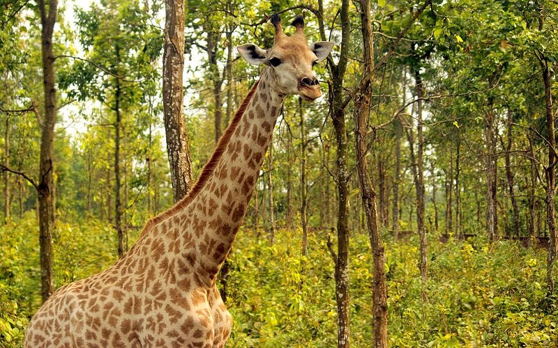 File:A Giraffe at Bangabandhu Sheikh Mujib Safari Park.jpg