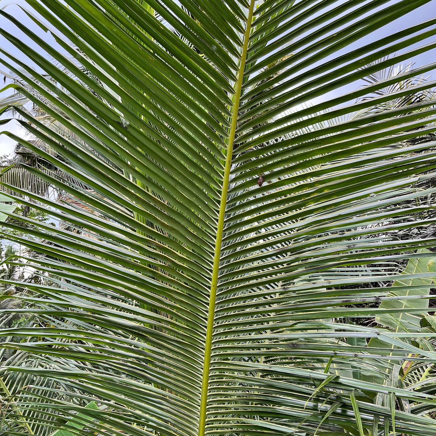 Closeup of a huge fern leaf