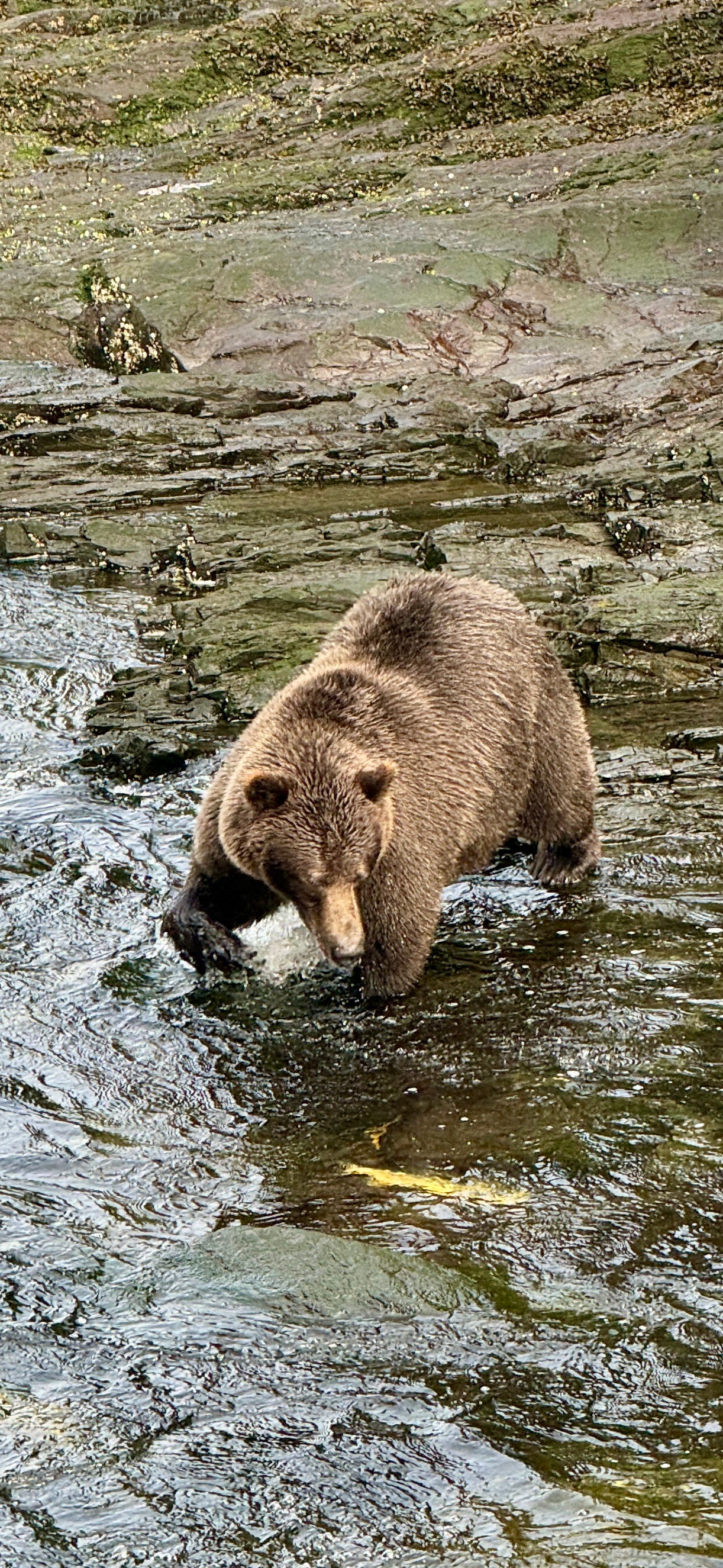 Coastal Brown Bear