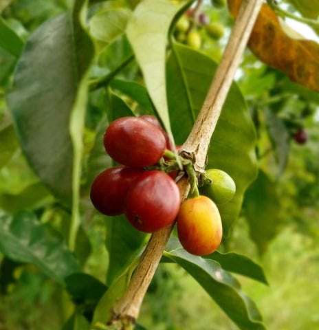 Kona coffee cherry