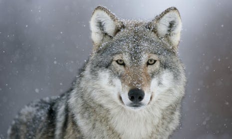 Wolf; NatureMatters Substack