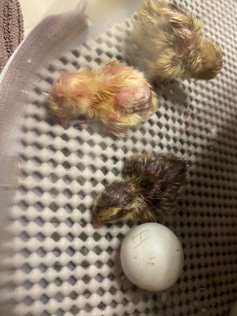 three quail chicks in an incubator