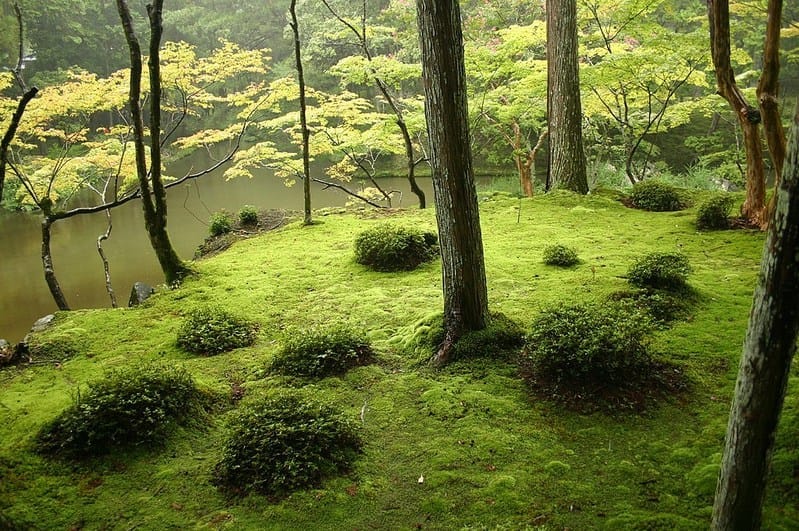 The Philosophy of Wabi-Sabi in Japanese Gardens
