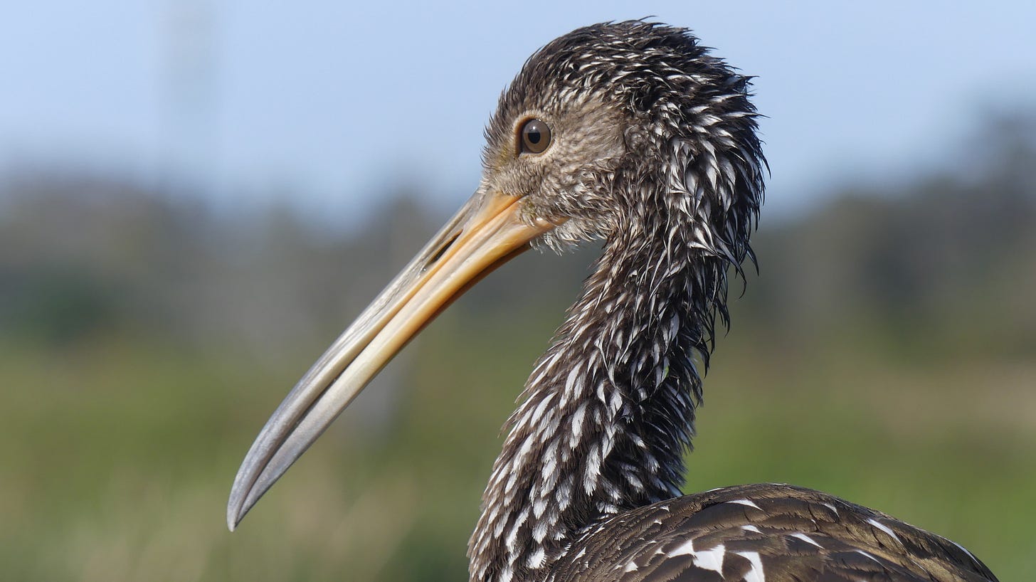 Close-up of the head of the limpkin. It's a large brown-and white bird with a long, slender yellow bill. 
