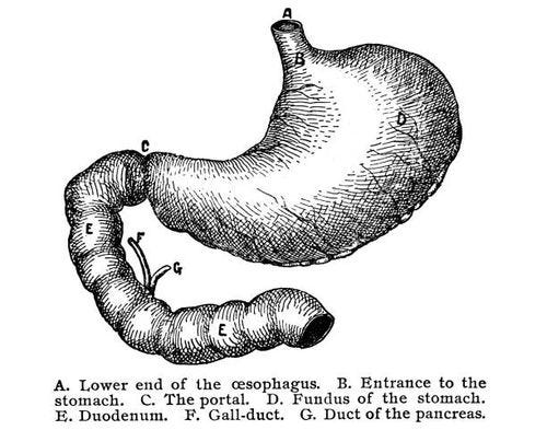 old engraved illustration of stomach of man - stomach drawing stock pictures, royalty-free photos & images