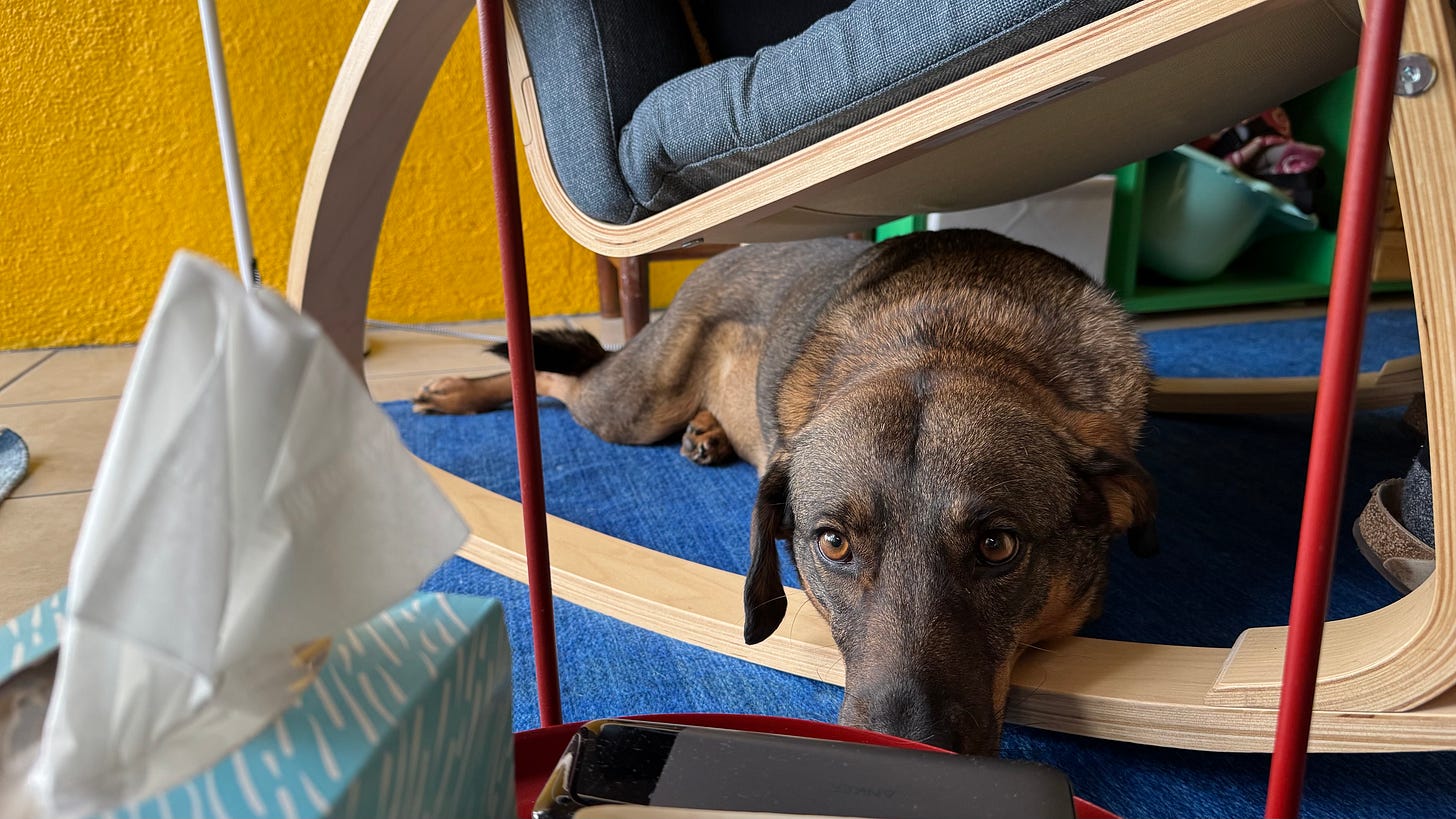 Our dog Tigre sitting underneath the nursing chair.