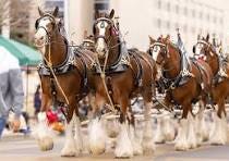 201 Budweiser Clydesdales Royalty-Free Images, Stock Photos ...