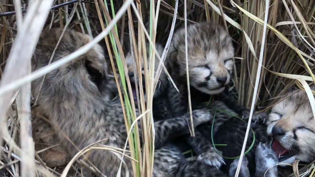 Kuno Kidding! 4 Cheetah Cubs Born in India 70 Years After the Wild Cat Went  Extinct