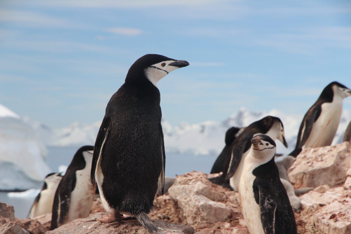 una colonia de pingüinos barbijo en la Antártida, estos animales duermen hasta 10 000 microsiestas al día de unos pocos segundos