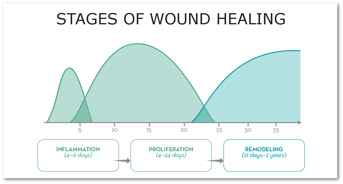 What To Know About Tissue Healing Timelines | The Prehab Guys