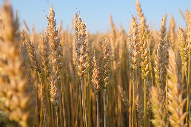 Wheat - Wikipedia