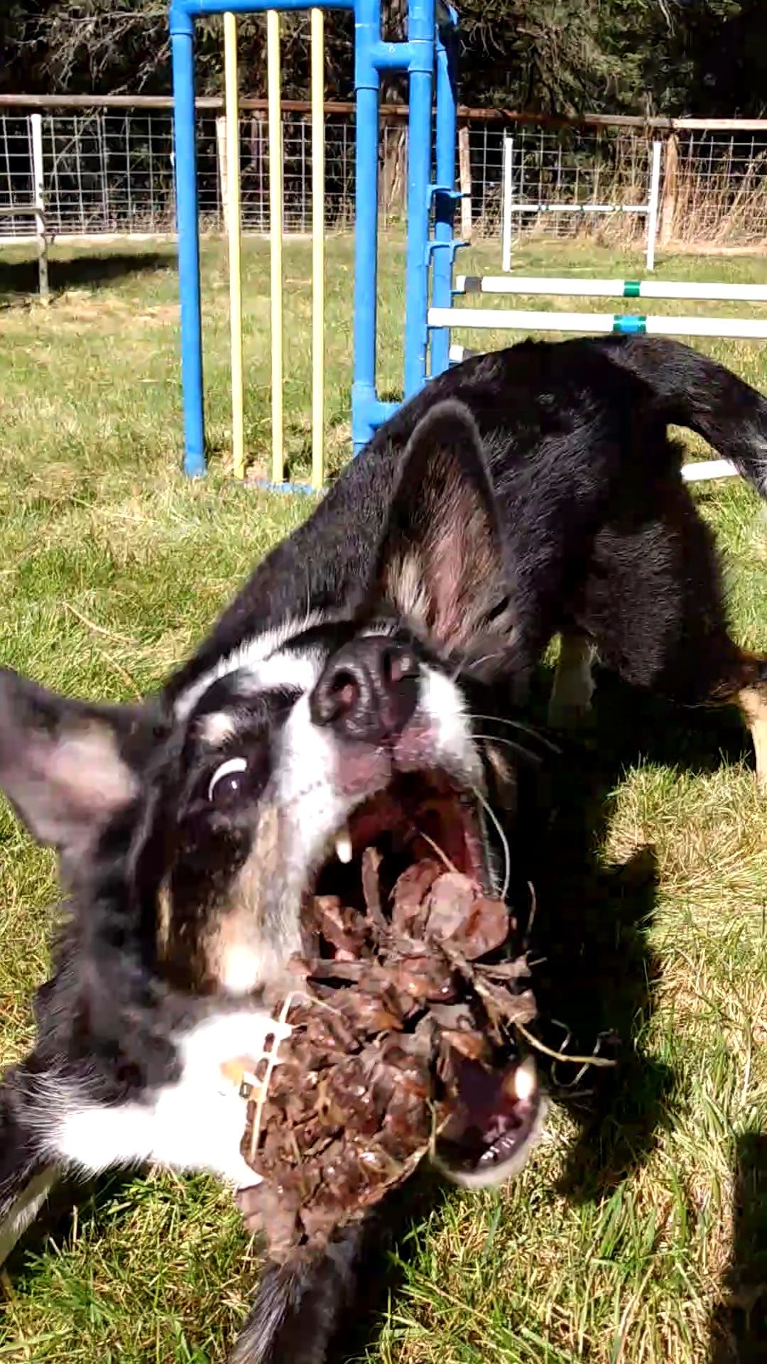 Dog catching pinecone