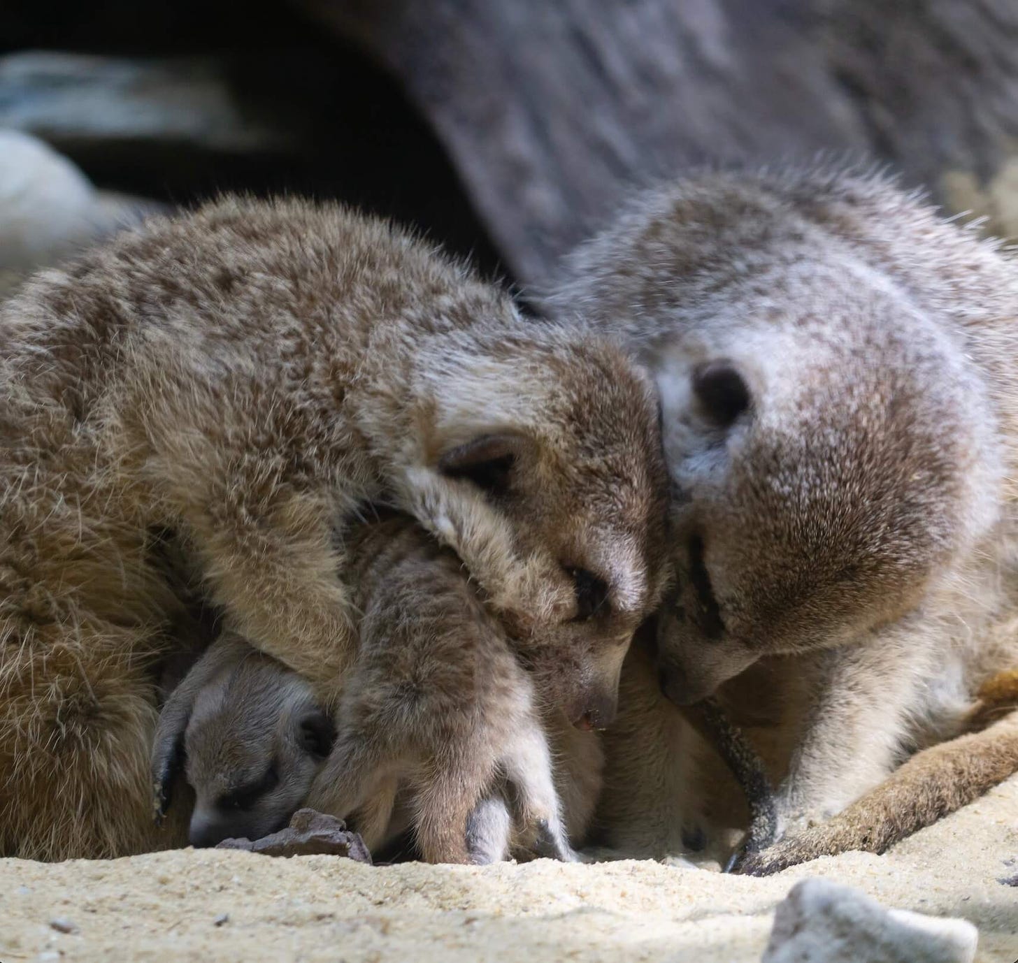 Two adult meerkats nuzzle and corral three feisty pups.