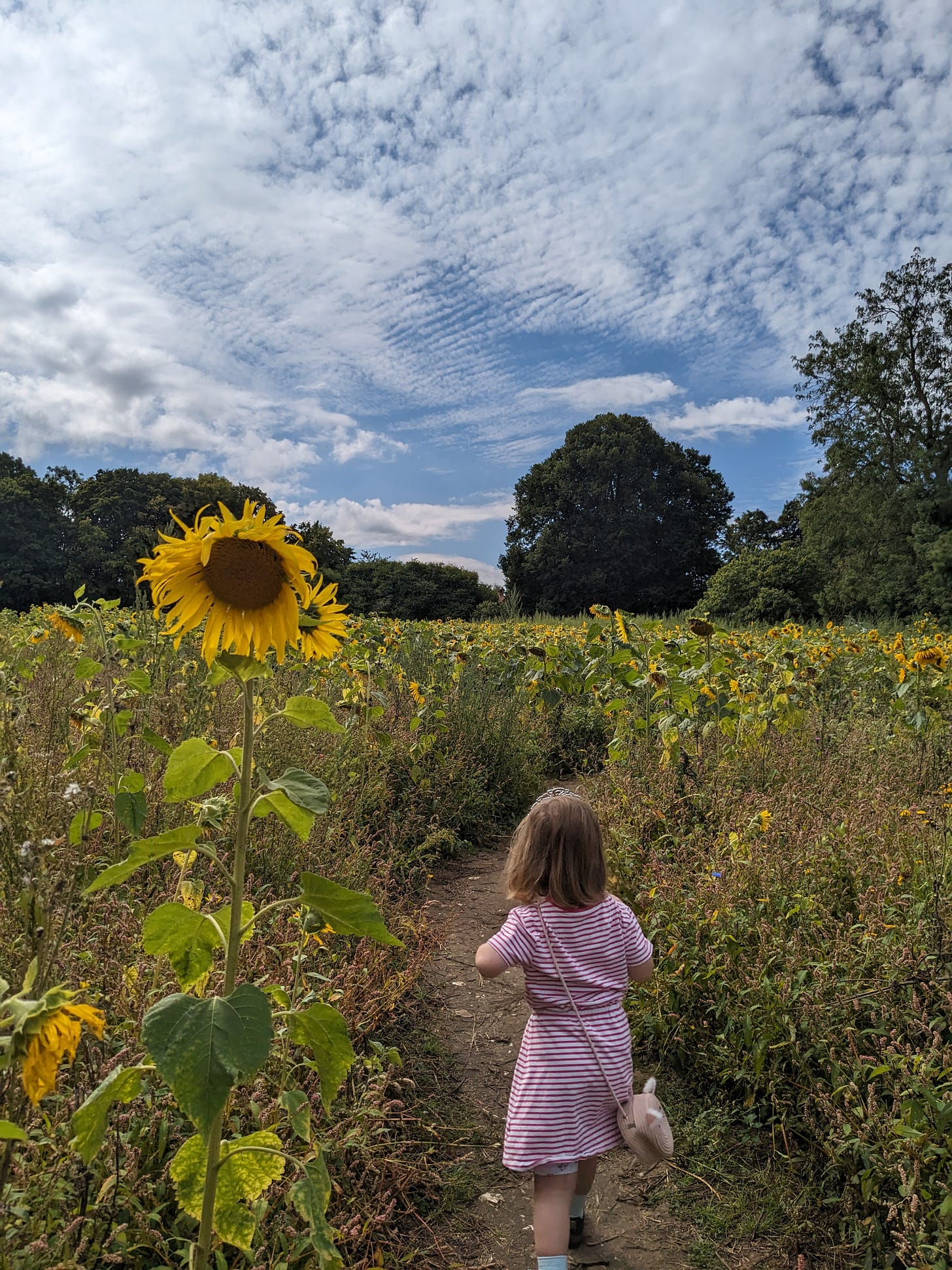 A young girl wearing a pink and white dressed walks away from the camera into a field of wilting sunflowers. The sky is blue with rippled clouds.