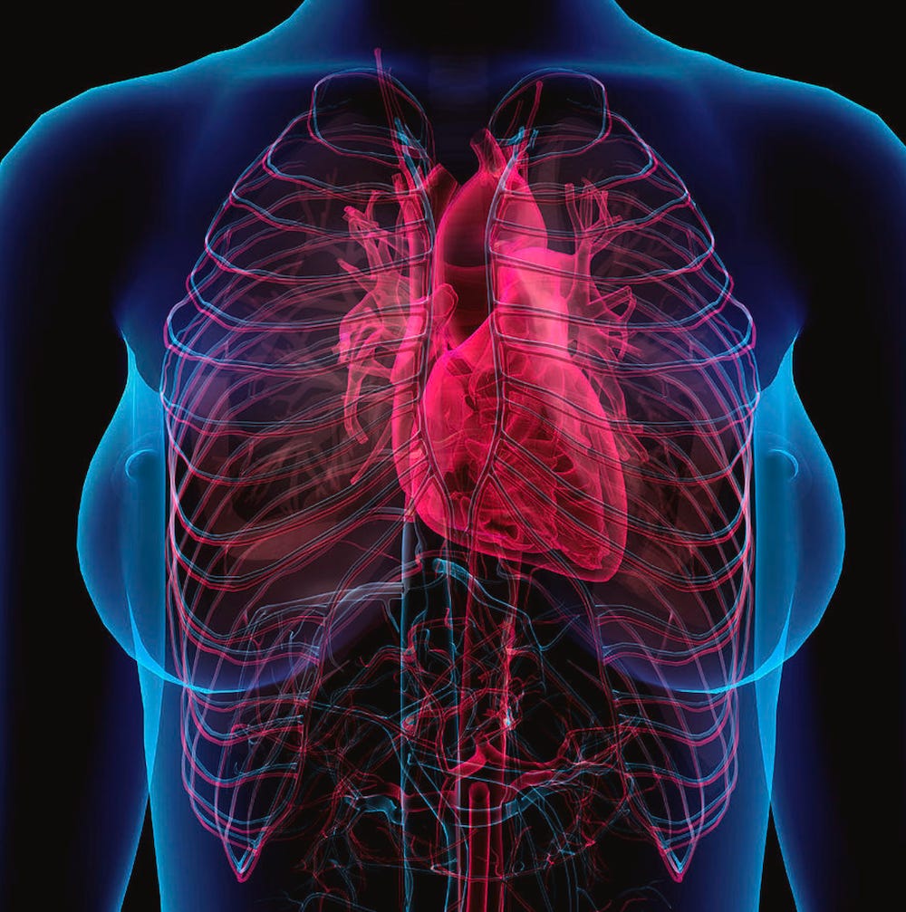 Female Chest With Heart And Circulatory is a photograph by Hank Grebe