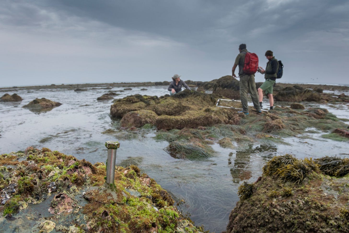 three scientists stand and sit beside a frame made of plastic pipes laid over a section of an intertideal zone