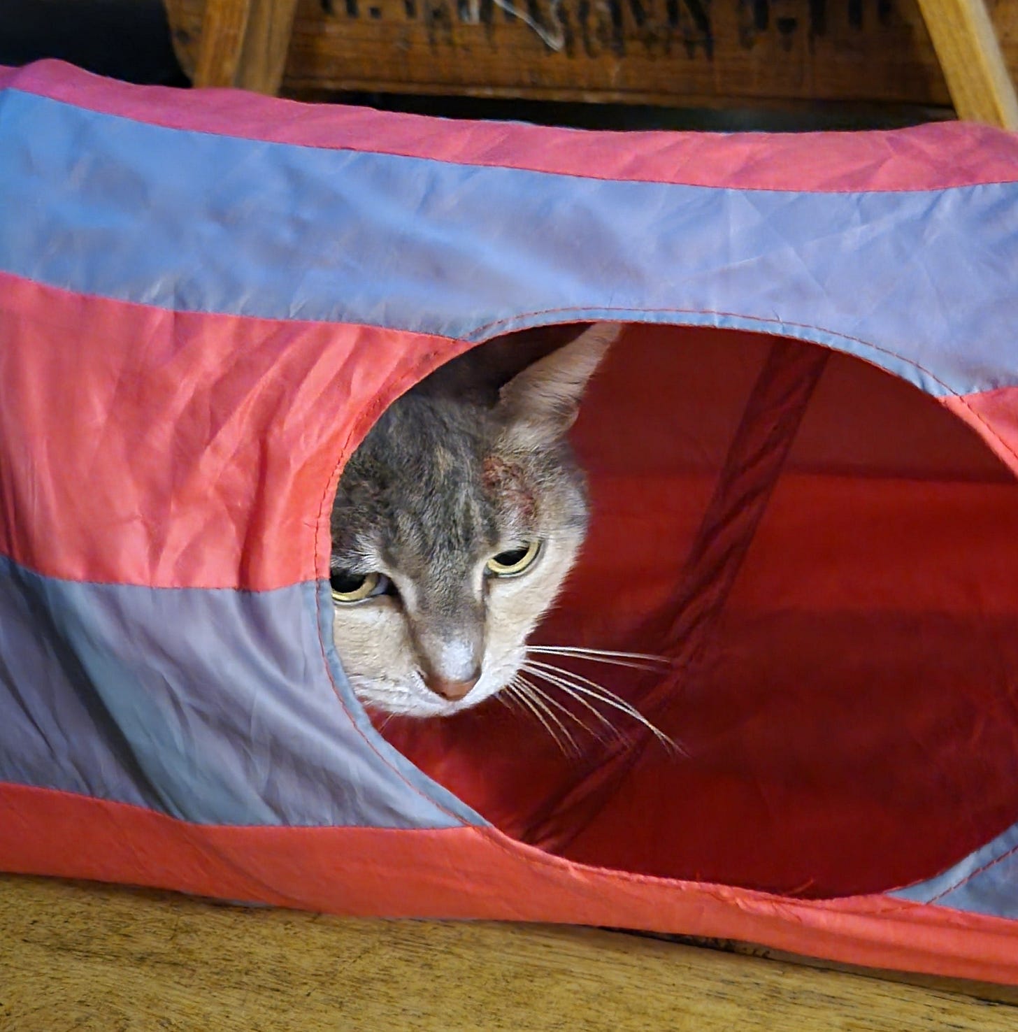 A gray and white tabby cat peeks out from an opening in a cat tunnel toy