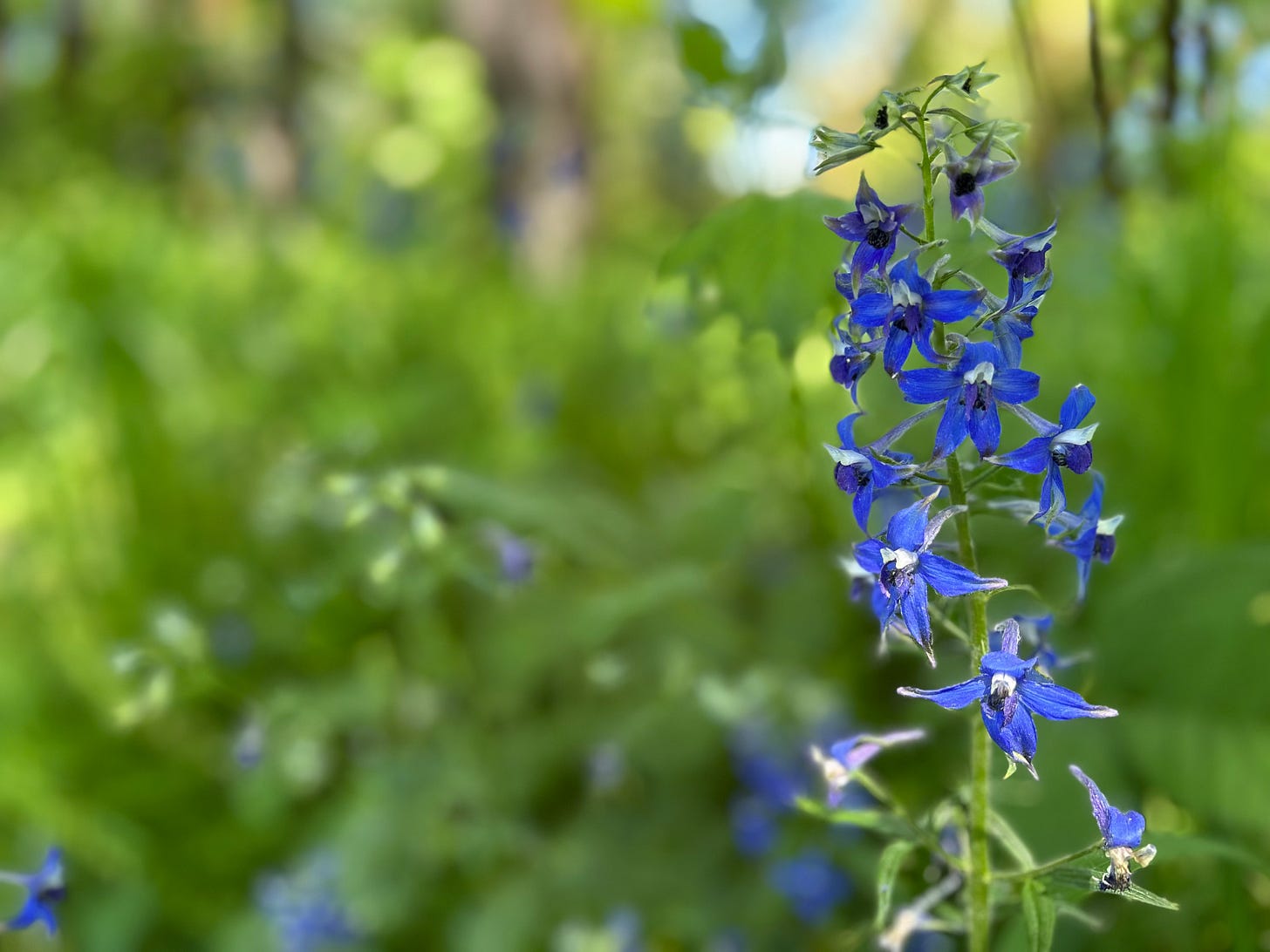 Close-up of a violet delphinium, its small delicate flowers drooping, the greenery faded in the background