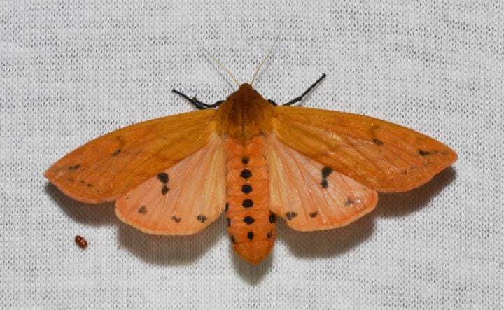 Isabella Tiger Moth. Photo by Andy Reago & Chrissy McClarren/Wikimedia Commons.