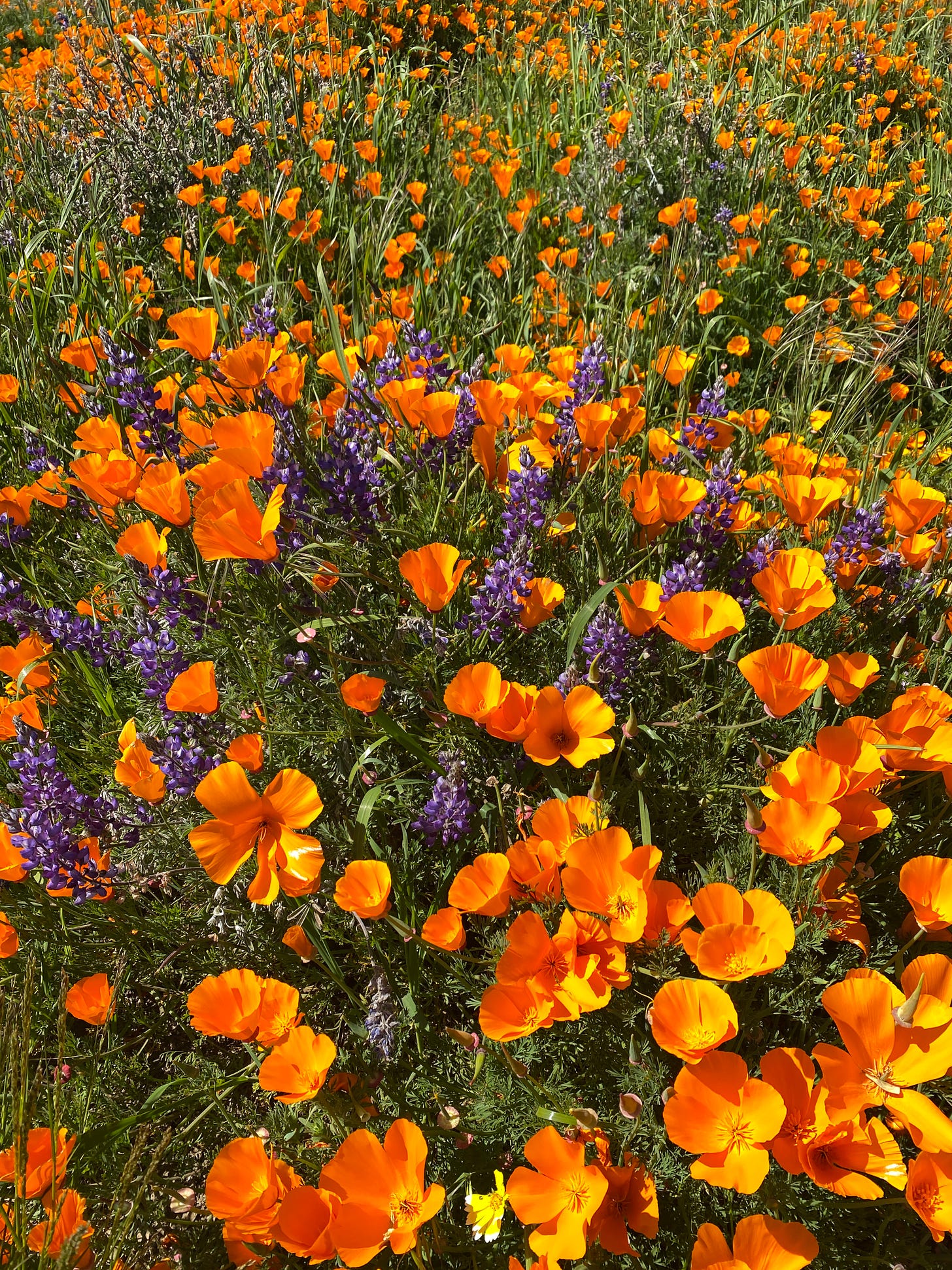field of orange poppies and purple lupine