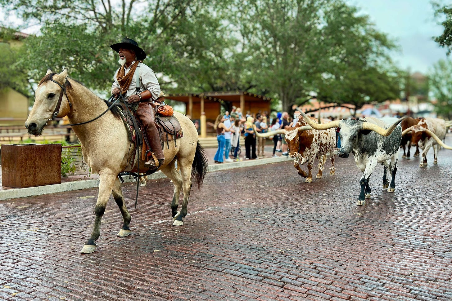 Ein Cowboy auf einem hellen Pferd treibt auf dem regenfeuchten Kopfsteinpflaster der Exchange Avenue in Fort Worth, Texas, eine kleine Herde Texas-Longhorn-Rinder mit imposant weit ausladenden Hörnern an, während Passanten am Straßenrand zusehen. Ein Cowboy auf einem hellen Pferd treibt auf dem regenfeuchten Kopfsteinpflaster der Exchange Avenue in Fort Worth, Texas, eine kleine Herde Texas-Longhorn-Rinder mit imposant weit ausladenden Hörnern an, während Passanten am Straßenrand zusehen.