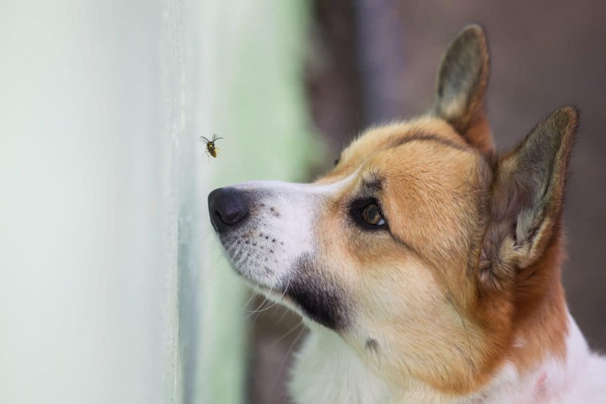 Can Dogs Eat Bugs? Is It Safe? All About Why Dogs Eat Bugs