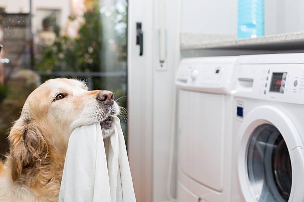Golden Retriever doing laundry Golden Retriever dog doing laundry at home dog laundry stock pictures, royalty-free photos & images Golden Retriever doing laundry Golden Retriever dog doing laundry at home dog laundry stock pictures, royalty-free photos & images