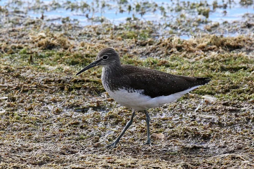 Green sandpiper bird walking on wet gorund near a water's edge. The bird has dark legs, a dark green back and wings and a slightly decurved beak. 