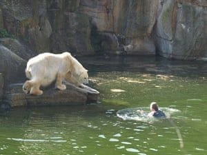 Polar bear attack: A woman jumped into a polar bear enclosure and was mauled by a bear