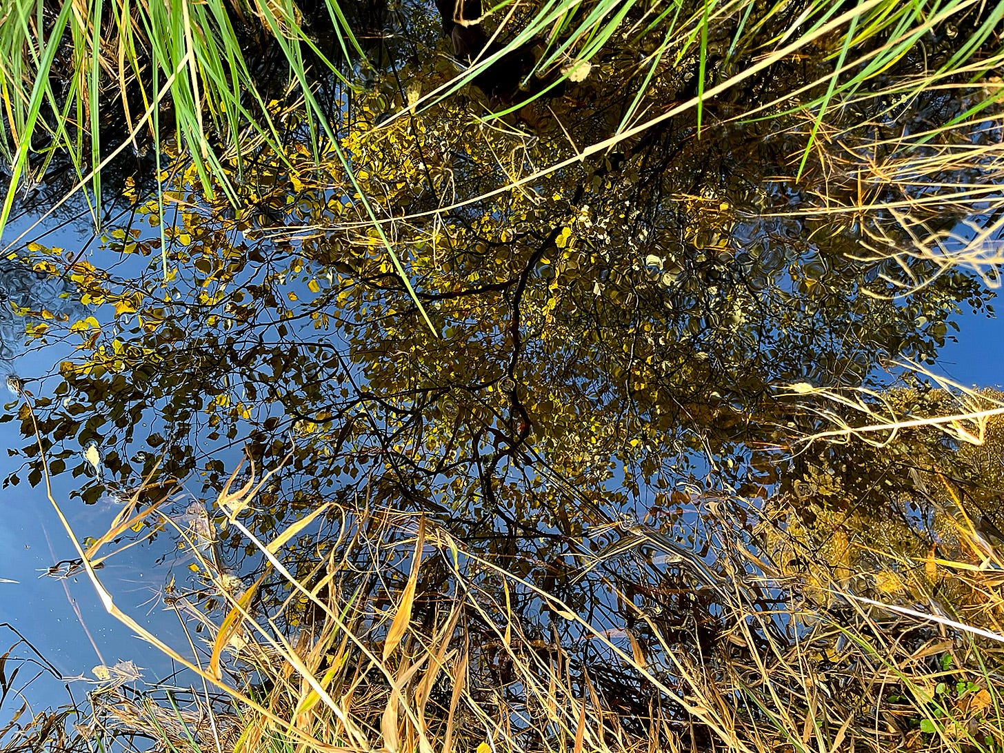 Water in a ditch fringed with green rushes and golden reeds reflects the yellow foliage of birch trees against a blue sky in Autumn