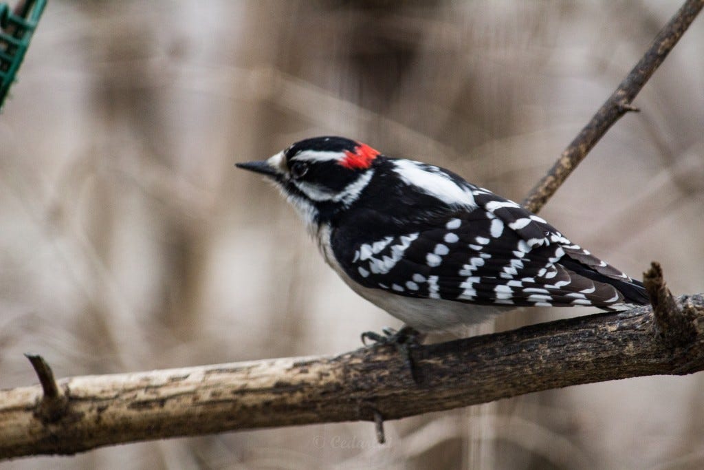 Mr. Downy, with his little red cap cocked jauntily to the back of his head. Mrs. Downy has no red on her. The Downy Woodpecker is a small woodpecker. 