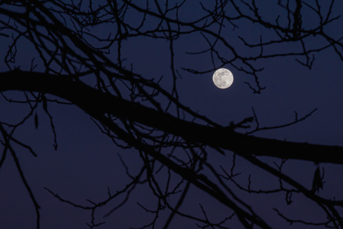 A full moon shining through the darkened, bared, tree limbs against the dark blue sky.