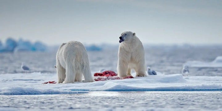 polar bear on ice with kill