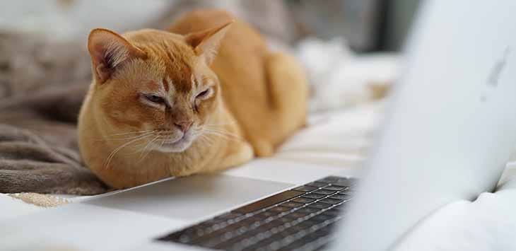 Photo of a cat watching a laptop.